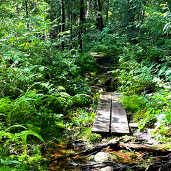 mickey ❁ ( bushy &amp; natural + pottery ) photo