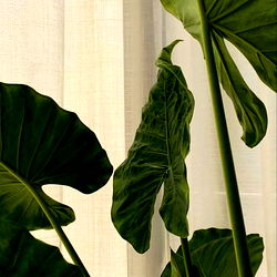 Scarlet Summer photo