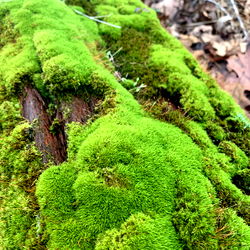 RinaKitty🌱NO PPVS🌱FULL VIDS EVERY WEEK photo