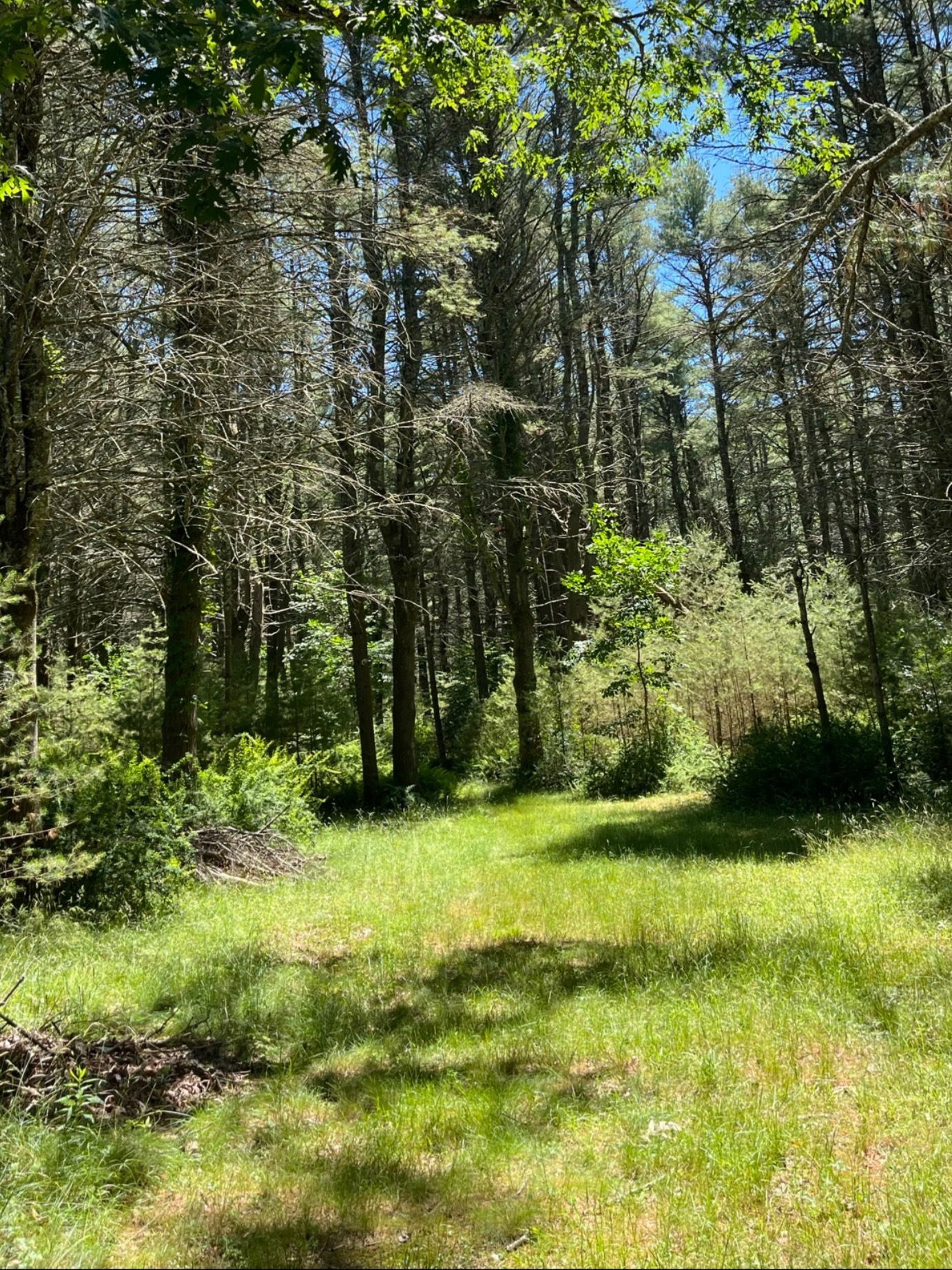 Hannah 🌳 Fetish Goddess photo