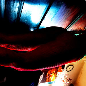 โฆ๏ธ๐ฌ๏ธ Luna Mazikeen๐โฆ๏ธ photo