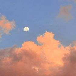 Jasmine | Natural ๐ photo