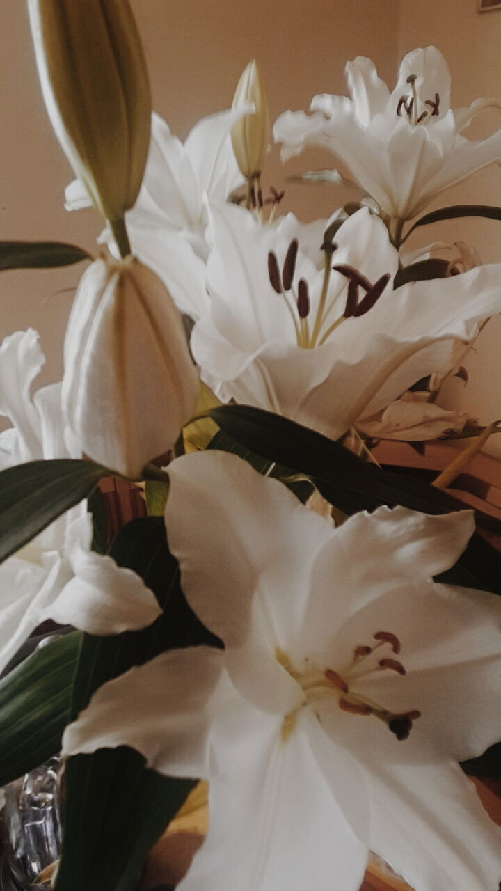 The librarian. INACTIVE AT THE MOMENT photo