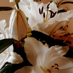 The librarian. INACTIVE AT THE MOMENT photo