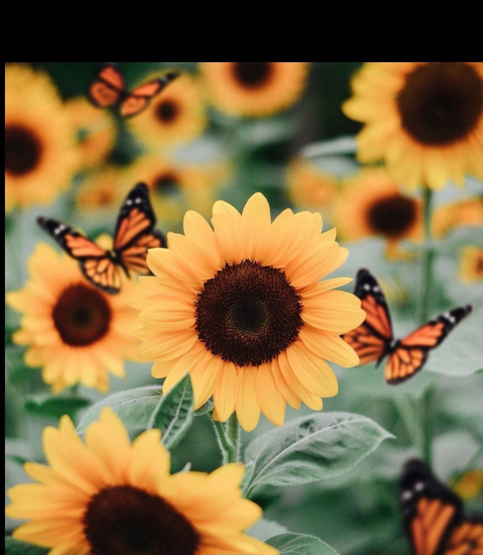 🆂🅰🆂🆂🆈🌻🆇🌻 photo