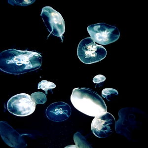 Miss Asian | Kate photo