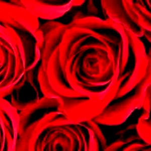 Kali Roses Free photo