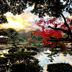 🌸 ANNA 🌸 photo