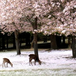 spirituals1ut ⋆ ˚｡⋆ ✧‧. ˚ photo