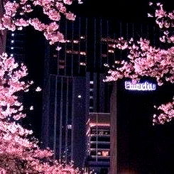 ｡  · • ●  ☯︎ ♓︎ photo