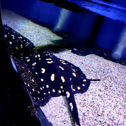 ๐ฅ ๐ผ๐๐๐๐๐ข๐ ๐ต๐๐ก ๐ฅ photo