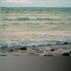 Cherryxoviolet-free photo